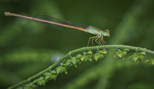 Close-up of insect on leaf