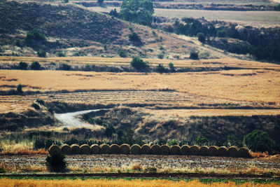 Scenic view of agricultural field