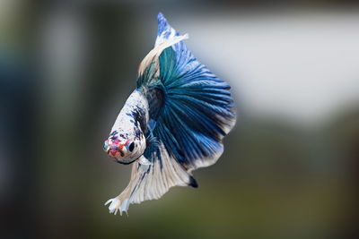 Siamese fighting fish,betta splendens,blue fish, black background, halfmoon betta.