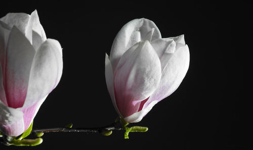 Close-up of flower against blurred background