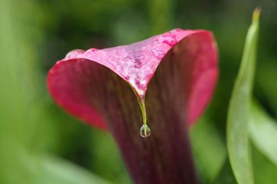 Close-up of raindrops on pink flower