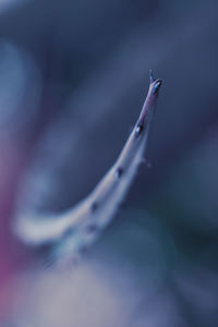 Close-up of a plant