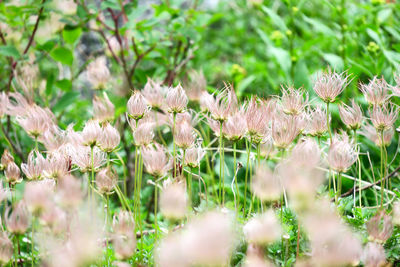 Close-up of flowering plants on field