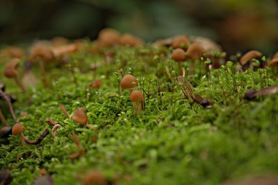 Close-up of mushrooms growing on field