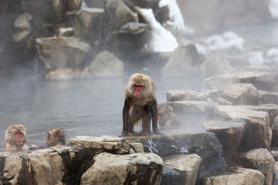 Japanese snow monkey in hot spring