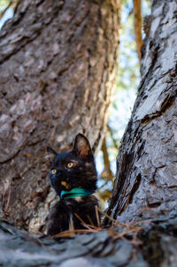 Low angle view of peacock on tree trunk