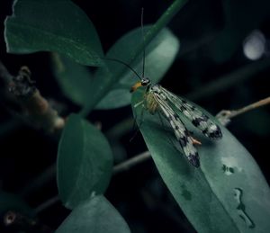 Close-up of butterfly on leaf