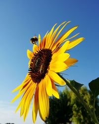 Low angle view of sunflower