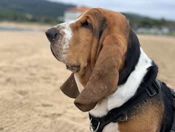 Close-up of dog looking away