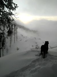 Dog on snow covered land