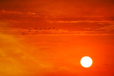 Silhouette birds flying against orange sky