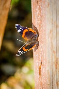 Butterfly perching on a tree