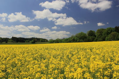 Scenic view of oilseed rape field against sky