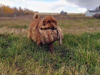 Cute golden carrying knapsack in his mouth on a farm