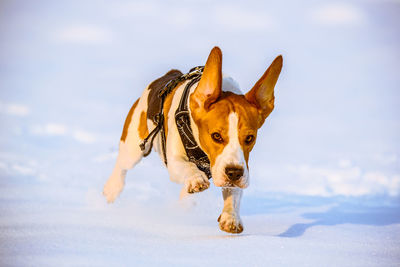 Dog running towards on snow covered land
