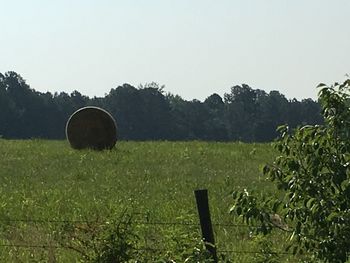 Scenic view of grassy field