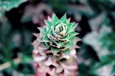 Close-up of plant