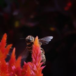 Close-up of butterfly pollinating flower