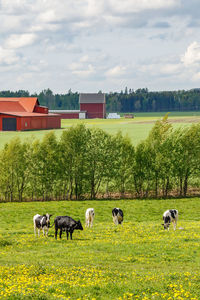 Grazing cows on a summer meadow in a rural landscape