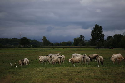 Herd of sheep on field