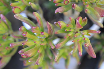 Close-up of succulent plant