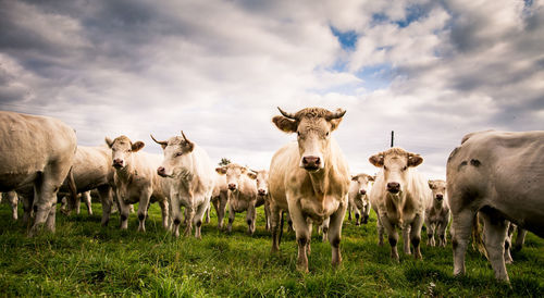 A beautiful white cows in the field. rural landscape with cattle.