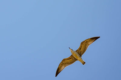 Low angle view of eagle flying in sky