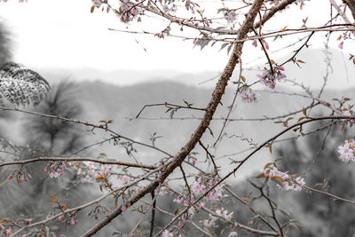 Low angle view of flowering tree against sky