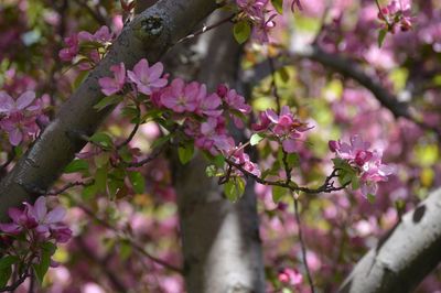 Close-up of pink flowers on tree