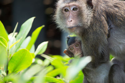 Crab-eating macaque