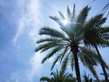 Low angle view of palm tree against sky