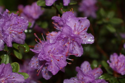 Close-up of wet flowers blooming outdoors