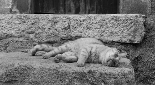 Close-up of cat sleeping on field