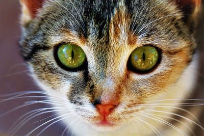 Close-up portrait of cat