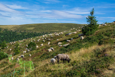 View of sheep on field in auvergne, france .