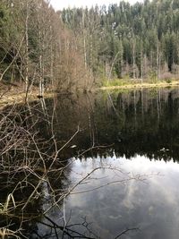 Scenic view of lake in forest