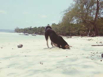 View of an animal in water