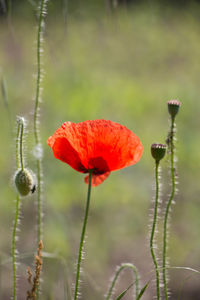 Close-up of red poppy flower