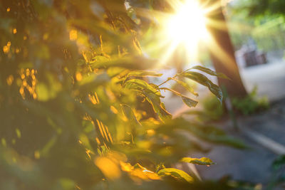 Close-up of fresh green plant