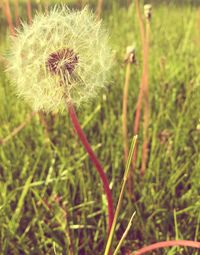 Close-up of dandelion