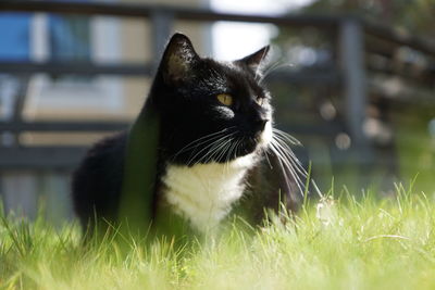 Close-up of a cat looking away