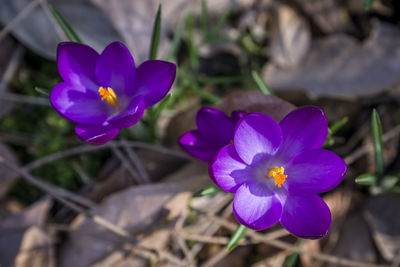 Close-up of purple crocus