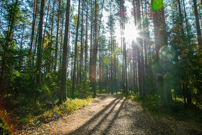 Sunlight streaming through trees in forest