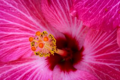 Close-up of pink hibiscus flower