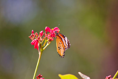 Close-up of butterfly pollinating on pink flower