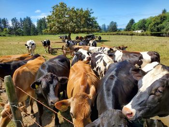 Herd of cows on field