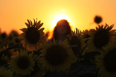 Close-up of sunflowers against sky during sunset