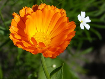 Close-up of orange flowering plant