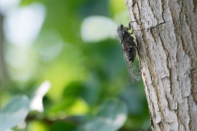 Close-up of insect on tree trunk