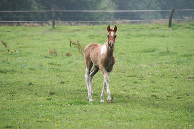 Full length of a horse on field